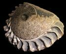 Placenticeras Ammonite With Phragmocone #31430-1